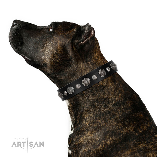 Genuine leather collar with corrosion resistant fittings for your handsome doggie