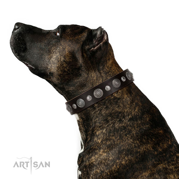 Remarkable natural leather dog collar with rust resistant D-ring