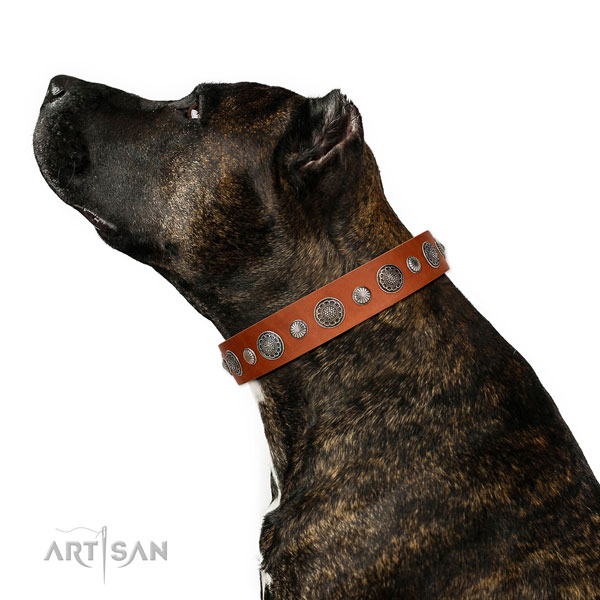 Handcrafted Full grain natural leather dog collar with rust-proof hardware