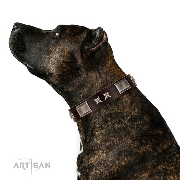 Exceptional collar of natural leather for your impressive dog