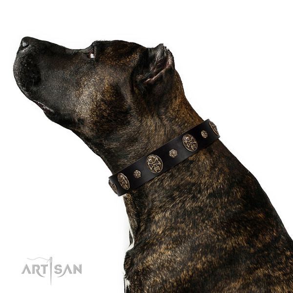 Everyday use dog collar of natural leather with stylish adornments