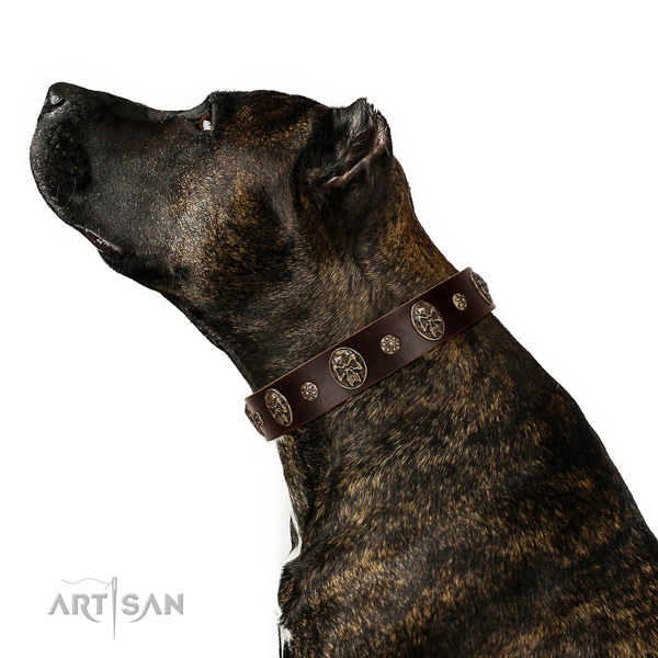 Fancy walking dog collar of natural leather with exceptional decorations