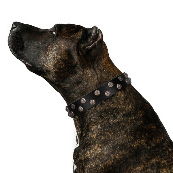 Handmade full grain genuine leather dog collar with corrosion proof fittings