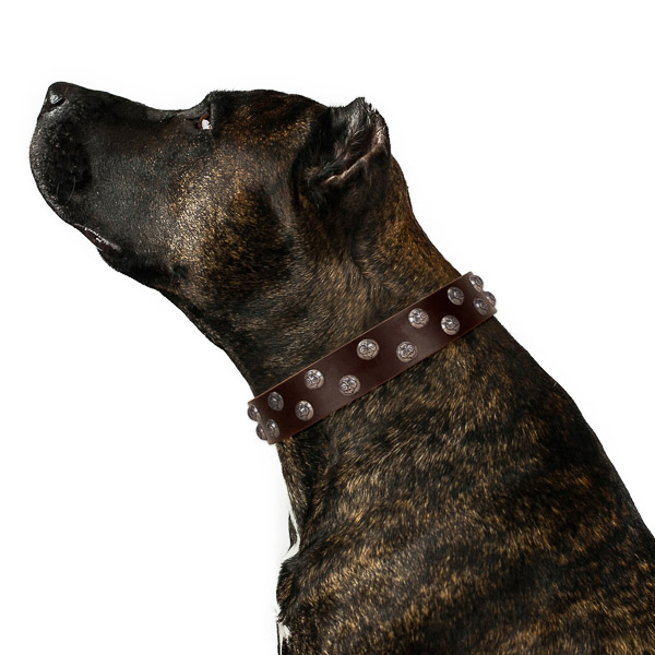 Unique full grain genuine leather dog collar with durable fittings
