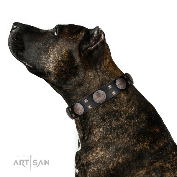 Comfy wearing top notch leather dog collar with embellishments