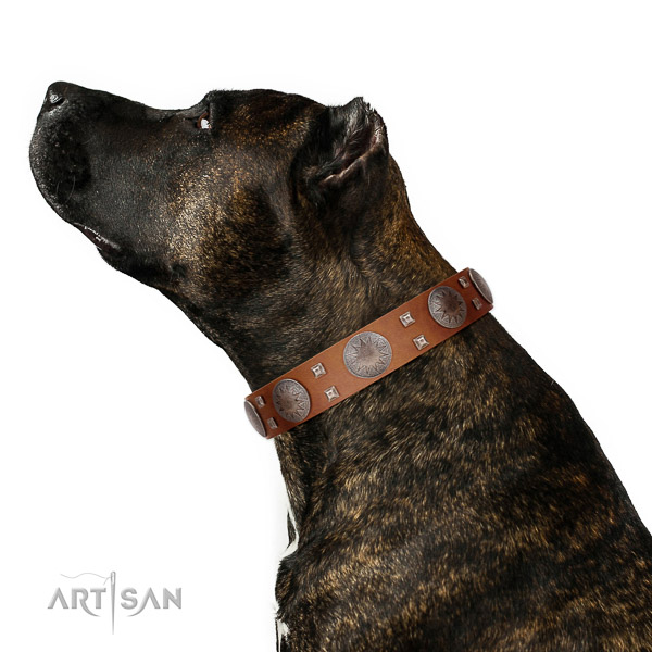 Easy adjustable collar of natural leather for your handsome canine