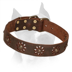 Amstaff Leather Collar with Brass Fittings