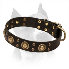 Leather Collar Amstaff Brass Studs and Conchos