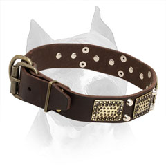 Leather Collar for American Staffordshire Terrier with Sturdy Hardware