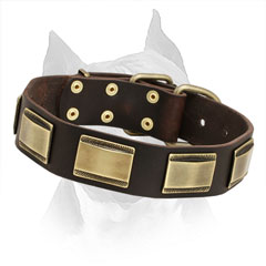 Amstaff Leather Collar with Gold-like Fittings