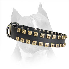 Leather Collar for Amstaff with Riveted Nickel Hardware