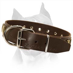 Leather Collar for Amstaff with Steel Nickel Plated Hardware