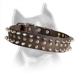 Spiked and Studded Leather Collar for Stylish Amstaff