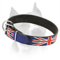 Painted Leather Collar for Amstaff with Steel Nickel Plated Hardware
