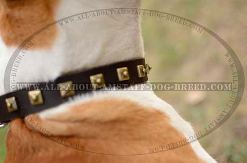 Exceptional Amstaff Dog Collar With A Sturdy Buckle