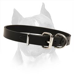 Amstaff Dog Collar With Steel Nickel Plated Fittings