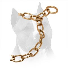 Curogan Slip Collar For Amstaff With Gold Like O-Rings