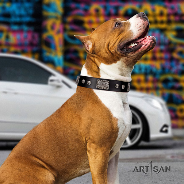 Amstaff walking full grain leather dog collar with adornments