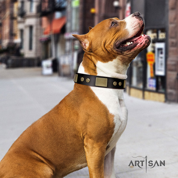 Amstaff comfy wearing genuine leather dog collar with adornments