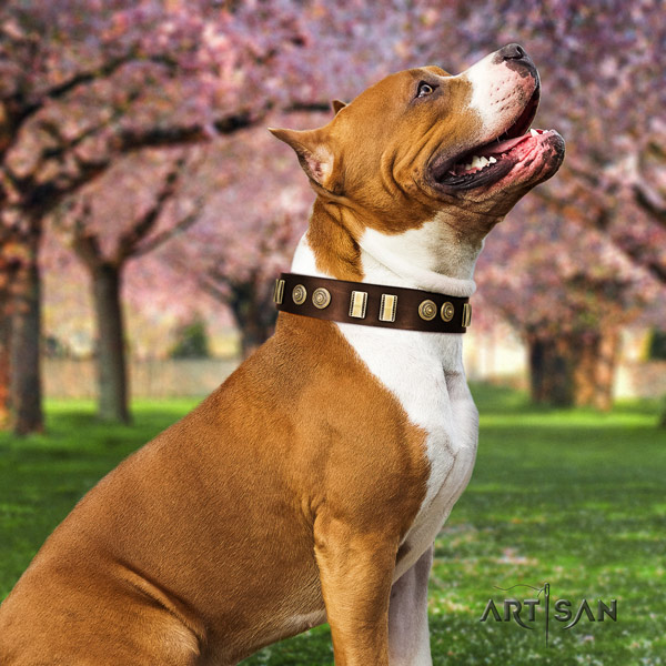 Amstaff daily walking natural genuine leather dog collar with embellishments