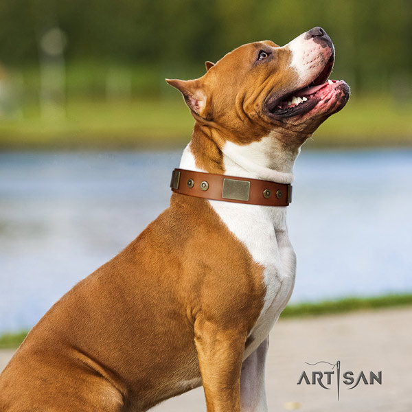 Amstaff easy wearing full grain leather dog collar with embellishments