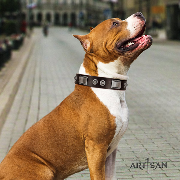 Amstaff stylish walking full grain natural leather dog collar with adornments