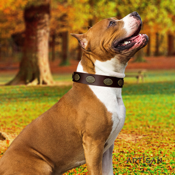 Amstaff comfy wearing full grain natural leather dog collar with decorations