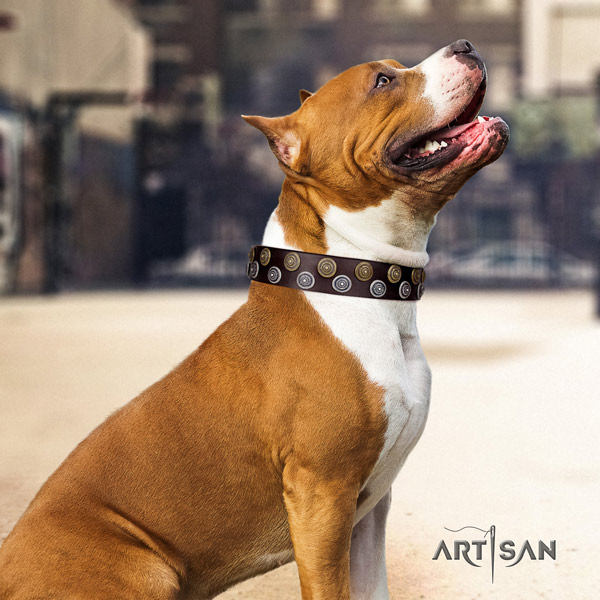 Amstaff top notch leather dog collar with embellishments for handy use