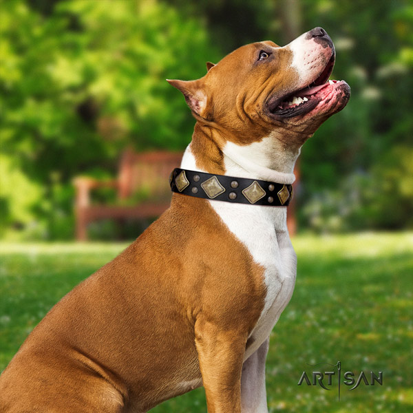 Amstaff designer full grain leather dog collar with adornments for daily use