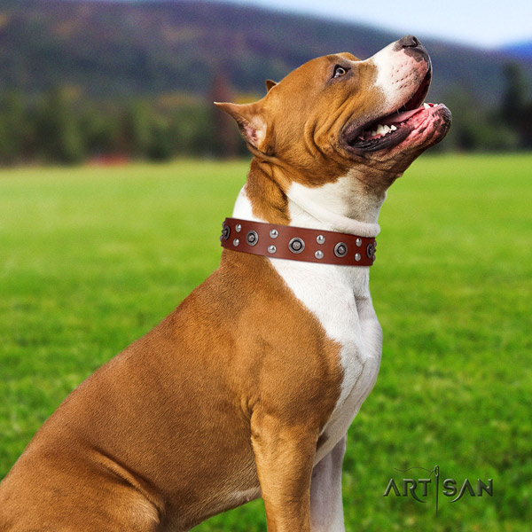 Amstaff top notch full grain leather dog collar with embellishments for fancy walking