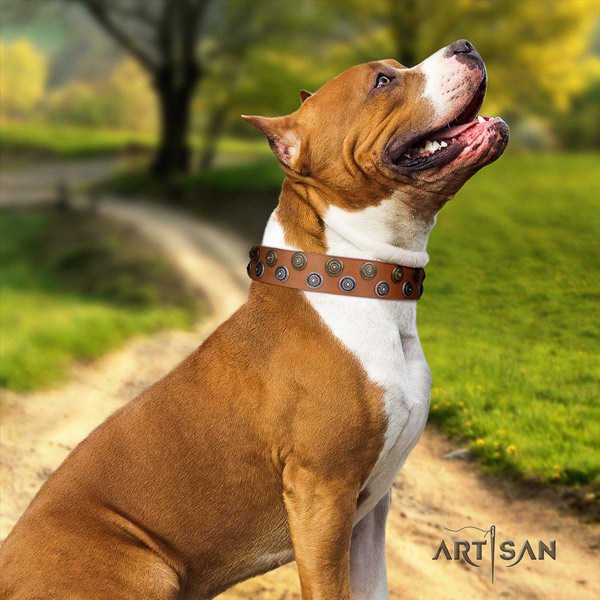 Amstaff inimitable genuine leather dog collar with embellishments for easy wearing