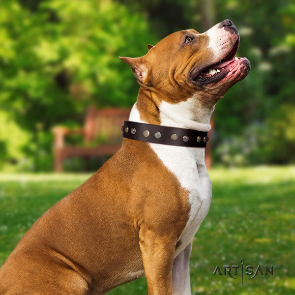 Amstaff unique leather dog collar with decorations for fancy walking