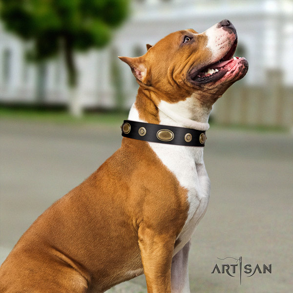Amstaff comfortable wearing full grain natural leather dog collar with decorations