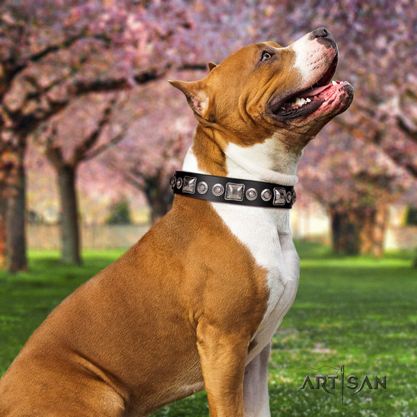 Amstaff amazing leather dog collar with decorations for comfy wearing