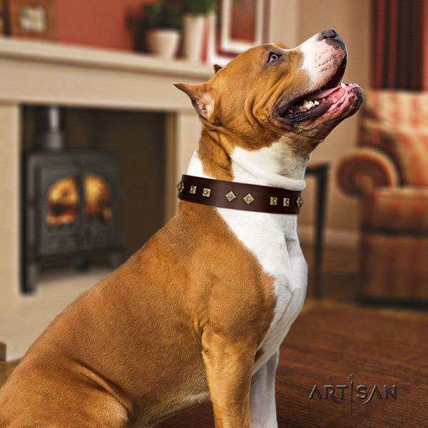 Amstaff daily walking natural genuine leather dog collar with studs
