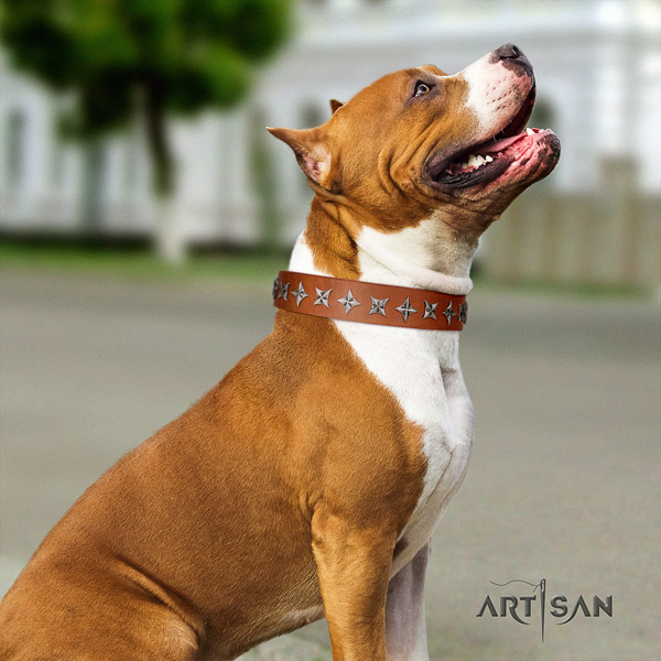Amstaff comfortable wearing full grain genuine leather dog collar with decorations