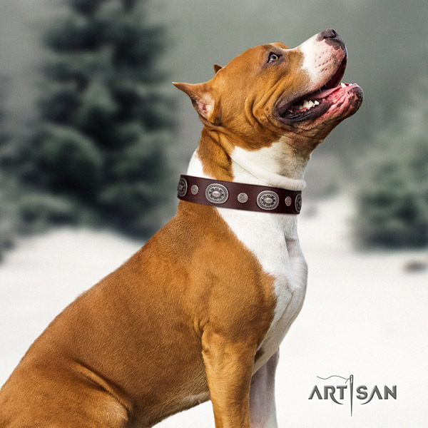 Amstaff inimitable leather dog collar with decorations for walking