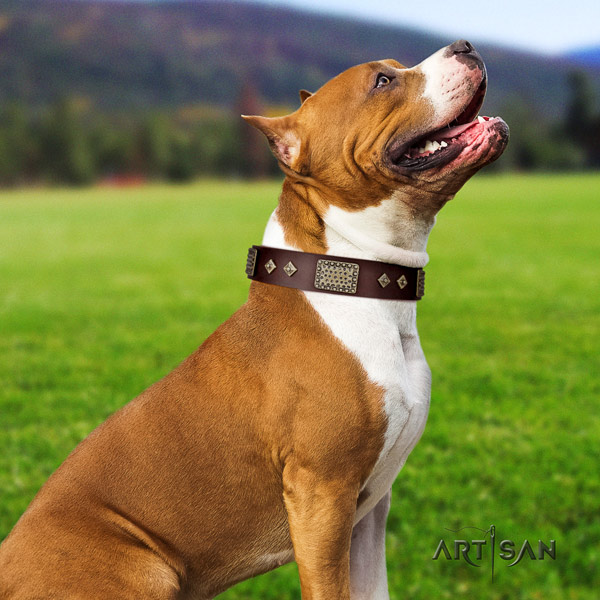 Amstaff handy use full grain genuine leather dog collar with studs