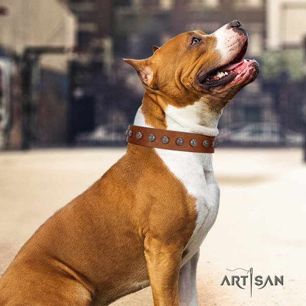 Amstaff unique full grain genuine leather dog collar for fancy walking