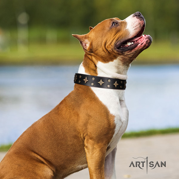 Amstaff stylish design genuine leather dog collar with embellishments for comfy wearing