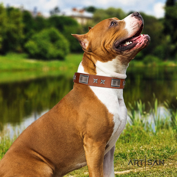 Amstaff daily use full grain natural leather dog collar with embellishments