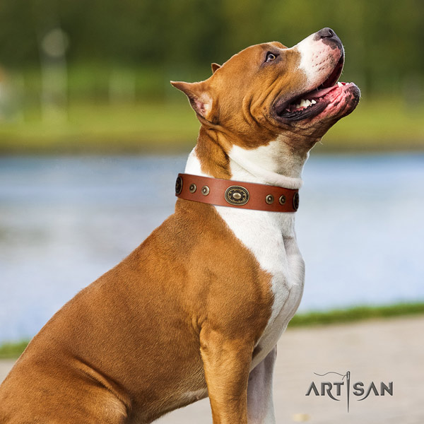 Amstaff extraordinary genuine leather dog collar with decorations for stylish walking