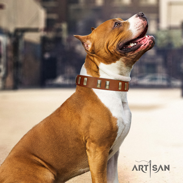 Amstaff unusual full grain natural leather dog collar for walking