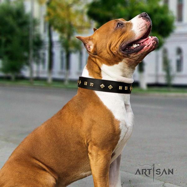 Amstaff daily use full grain natural leather dog collar with adornments