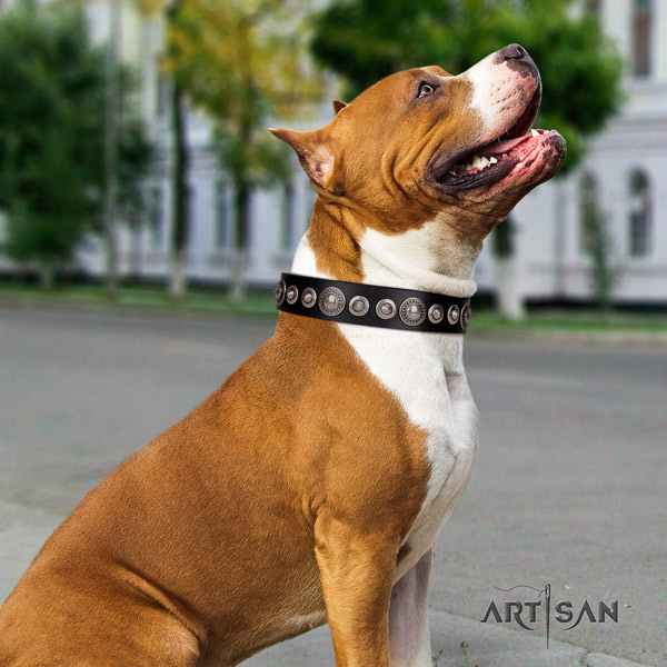 Amstaff exquisite leather dog collar with adornments for everyday walking