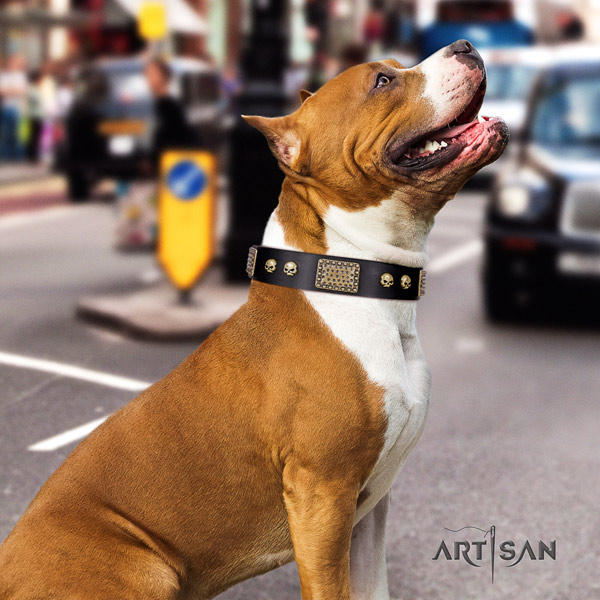 Amstaff everyday use genuine leather dog collar with embellishments