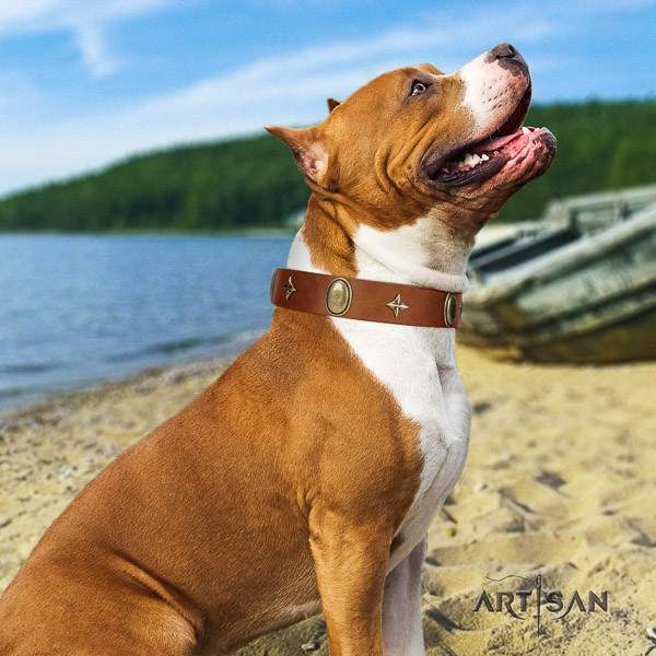 Amstaff amazing full grain genuine leather dog collar for daily use