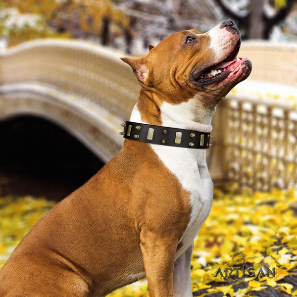 Amstaff incredible genuine leather dog collar with decorations for daily use