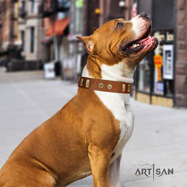 Amstaff adjustable leather dog collar for easy wearing