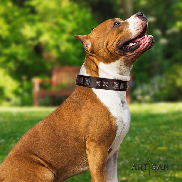 Amstaff amazing full grain natural leather dog collar for walking